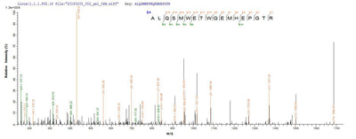 Based on the SEQUEST from database of E.coli host and target protein, the LC-MS/MS Analysis result of this product could indicate that this peptide derived from E.coli-expressed Escherichia coli (strain K12) speA.Recombinant E.Coli Biosynthetic Arginine Decarboxylase (SPEA) Protein (His)