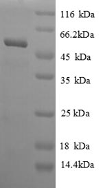Greater than 90% as determined by SDS-PAGE.Recombinant Saccharomyces Cerevisiae Adenosylhomocysteinase (SAH1) Protein (His)
