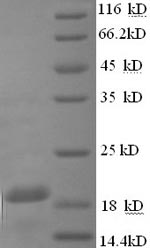 Greater than 90% as determined by SDS-PAGE.Recombinant Guinea Pig Interferon Gamma (IFNG) Protein (His)