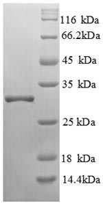 Greater than 90% as determined by SDS-PAGE.Recombinant Human Glutamyl Aminopeptidase (ENPEP) Protein (His)