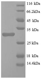 Greater than 90% as determined by SDS-PAGE.Recombinant Mouse Egl Nine Homolog 3 Protein (EGLN3) Protein (His)