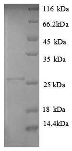 Greater than 90% as determined by SDS-PAGE.Recombinant Human Hla Class Ii Histocompatibility Antigen, Dp Alpha 1 Chain (HLA-DPA1) Protein (His)