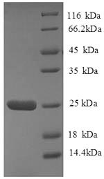 Greater than 90% as determined by SDS-PAGE.Recombinant Human Hla Class Ii Histocompatibility Antigen, Dq Alpha 2 Chain (HLA-DQA2) Protein (His)