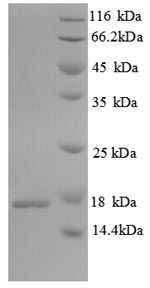 Greater than 90% as determined by SDS-PAGE.