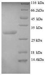 Greater than 90% as determined by SDS-PAGE.Recombinant Human Calcitonin Gene-Related Peptide 1 (CALCA) Protein (GST)