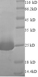 Greater than 90% as determined by SDS-PAGE.Recombinant Rat Vesicle-Fusing Atpase (NSF) Protein (His)