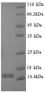 Greater than 90% as determined by SDS-PAGE.Recombinant Human Caspase-7 (CASP7) Protein (His)