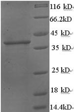 Greater than 90% as determined by SDS-PAGE.Recombinant Human Protein Wnt-3A (WNT3A) Protein (His)