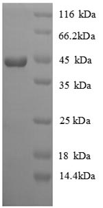 Greater than 90% as determined by SDS-PAGE.Recombinant Chicken Interferon Gamma (IFNG) Protein (GST)