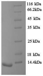 Greater than 90% as determined by SDS-PAGE.Recombinant Rat Vasopressin V1B Receptor (AVPR1B) Protein (His)
