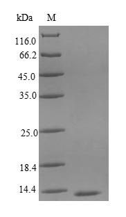 Greater than 90% as determined by SDS-PAGE.Recombinant Chicken Interleukin-8 (CXCL8) Protein (His)