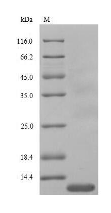 Greater than 90% as determined by SDS-PAGE.Recombinant Chicken Interleukin-8 (CXCL8)