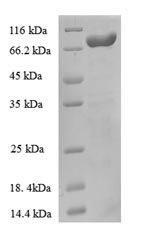 Greater than 90% as determined by SDS-PAGE.