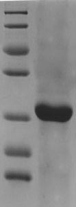Greater than 90% as determined by SDS-PAGE.Recombinant Chicken Riboflavin-Binding Protein (RBP) Protein (His)