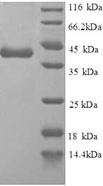 Greater than 90% as determined by SDS-PAGE.Recombinant Human Replication Protein A 14 Kda Subunit (RPA3) Protein (GST)