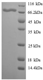 Greater than 90% as determined by SDS-PAGE.Recombinant Chicken Vitellogenin-2 (VTG2) Protein (His)