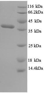 Greater than 90% as determined by SDS-PAGE.Recombinant Salmonella Typhi Outer Membrane Protein A (OMPA) Protein (His)
