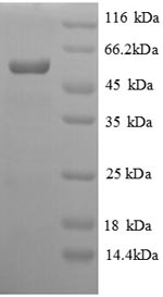 Greater than 90% as determined by SDS-PAGE.Recombinant Salmonella Typhi Protein Viaa (VIAA) Protein (His)