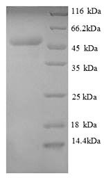 Greater than 90% as determined by SDS-PAGE.