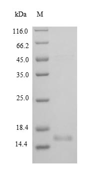 Greater than 90% as determined by SDS-PAGE.Recombinant Rat Brain-Derived Neurotrophic Factor (BDNF) Protein (His)