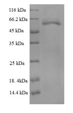 Greater than 90% as determined by SDS-PAGE.Recombinant Thermus Aquaticus Dna Polymerase I, Thermostable (POLA) Protein (GST)
