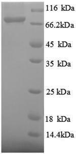 Greater than 90% as determined by SDS-PAGE.Recombinant Thermus Aquaticus Dna Polymerase I, Thermostable (POLA) Protein (GST)
