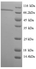 Greater than 90% as determined by SDS-PAGE.Recombinant Thermus Aquaticus Dna Polymerase I, Thermostable (POLA) Protein (GST)