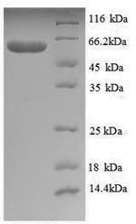 Greater than 90% as determined by SDS-PAGE.Recombinant Thermus Aquaticus Dna Polymerase I, Thermostable (POLA) Protein (His)
