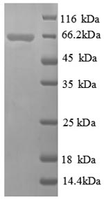 Greater than 90% as determined by SDS-PAGE.Recombinant Thermus Aquaticus Dna Polymerase I, Thermostable (POLA) Protein (His)