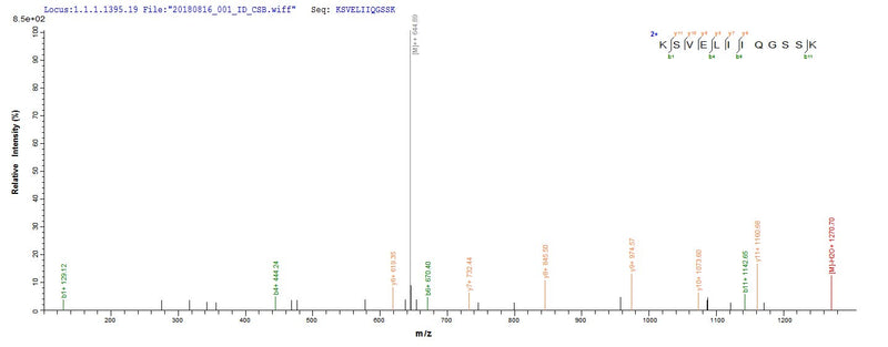 Based on the SEQUEST from database of E.coli host and target protein, the LC-MS/MS Analysis result of this product could indicate that this peptide derived from E.coli-expressed Rattus norvegicus (Rat) Vcam1.Recombinant Rat Vascular Cell Adhesion Protein 1 (VCAM1) Protein (His)
