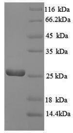 Greater than 90% as determined by SDS-PAGE.Recombinant E.Coli Gtp Cyclohydrolase-2 (RIBA) Protein (His)