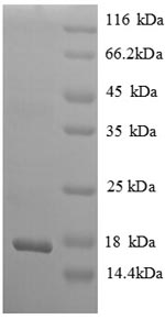 Greater than 90% as determined by SDS-PAGE.
