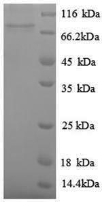 Greater than 90% as determined by SDS-PAGE.