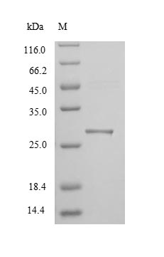 Greater than 90% as determined by SDS-PAGE.Recombinant Mouse Hepatitis A Virus Cellular Receptor 1 Homolog (HAVCR1) Protein (His)