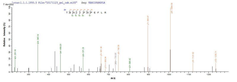 Based on the SEQUEST from database of E.coli host and target protein, the LC-MS/MS Analysis result of this product could indicate that this peptide derived from E.coli-expressed Escherichia coli (strain K12) ugd.Recombinant E.Coli Udp-Glucose 6-Dehydrogenase (UGD) Protein (His)