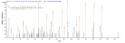 Based on the SEQUEST from database of E.coli host and target protein, the LC-MS/MS Analysis result of this product could indicate that this peptide derived from E.coli-expressed Escherichia coli (strain K12) ugd.Recombinant E.Coli Udp-Glucose 6-Dehydrogenase (UGD) Protein (His)