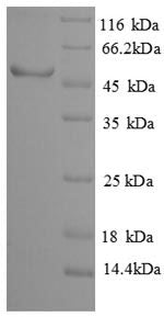 Greater than 90% as determined by SDS-PAGE.Recombinant Human Sialidase-3 (NEU3) Protein (His)
