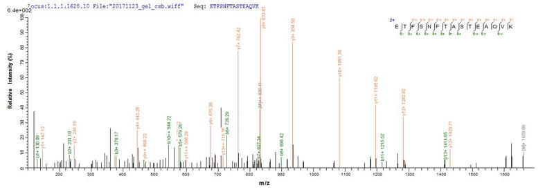Based on the SEQUEST from database of E.coli host and target protein, the LC-MS/MS Analysis result of this product could indicate that this peptide derived from E.coli-expressed Homo sapiens (Human) ASGR1.Recombinant Human Asialoglycoprotein Receptor 1 (ASGR1) Protein (His)