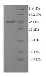 Greater than 90% as determined by SDS-PAGE.Recombinant Mouse Stromelysin-1 (MMP3) Protein (His)