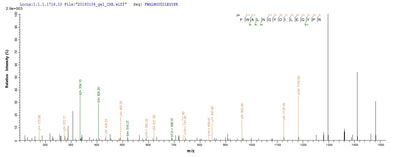 Based on the SEQUEST from database of E.coli host and target protein, the LC-MS/MS Analysis result of this product could indicate that this peptide derived from E.coli-expressed Mus musculus (Mouse) Mmp13.Recombinant Mouse Collagenase 3 (MMP13) Protein (His)
