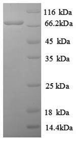 Greater than 90% as determined by SDS-PAGE.Recombinant Human Proto-Oncogene C-Rel (REL) Protein (His)