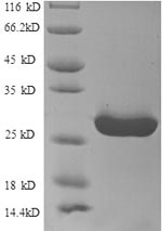 Greater than 90% as determined by SDS-PAGE.Recombinant Human Hla Class Ii Histocompatibility Antigen, Dr Alpha Chain (HLA-DRA) Protein (His)