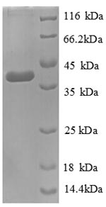 Greater than 90% as determined by SDS-PAGE.