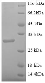 Greater than 90% as determined by SDS-PAGE.Recombinant Streptomyces Avidinii Streptavidin Protein (GST)