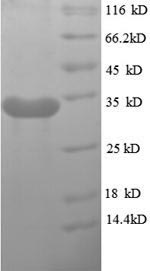 Greater than 90% as determined by SDS-PAGE.