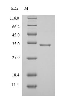 Greater than 90% as determined by SDS-PAGE.Recombinant Mycobacterium Tuberculosis Diacylglycerol Acyltransferase/Mycolyltransferase Ag85A (FBPA) Protein (His)