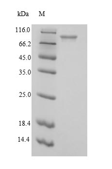 Greater than 90% as determined by SDS-PAGE.Recombinant E.Coli Phosphoenolpyruvate Carboxylase (PPC) Protein (His)