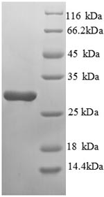 Greater than 90% as determined by SDS-PAGE.