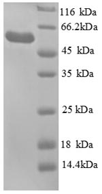 Greater than 90% as determined by SDS-PAGE.Recombinant E.Coli Glycerol Kinase (GLPK) Protein (His)