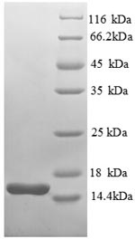 Greater than 90% as determined by SDS-PAGE.Recombinant E.Coli Thioredoxin-1 (TRXA) Protein (His)